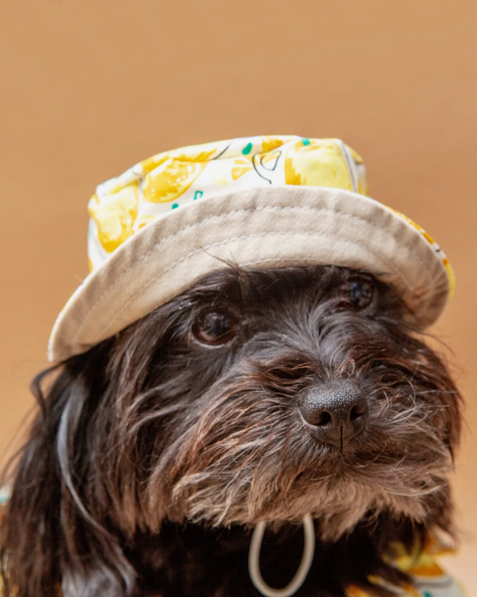 Lemonade Bucket Hat for Dogs << FINAL SALE >>